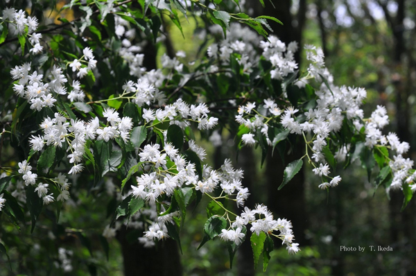 1つ1つのハイノキの花はかわいい