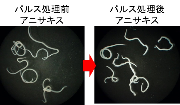 処理前後 アニサキス