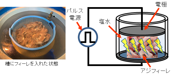 パルスパワーでアニサキスを殺虫