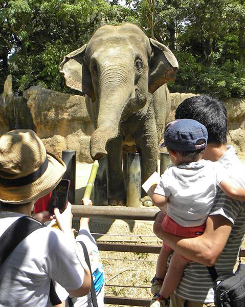 子どもたちが夏休みに入り、ゾウとの触れ合いを楽しむ姿も