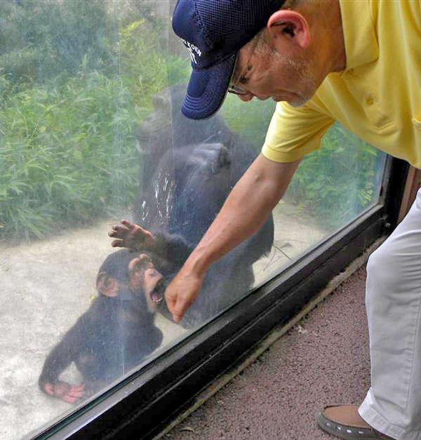 ガラス張りのチンパンジー舎。チンバンジーの親子が岩野園長に気付いて近づいてきた