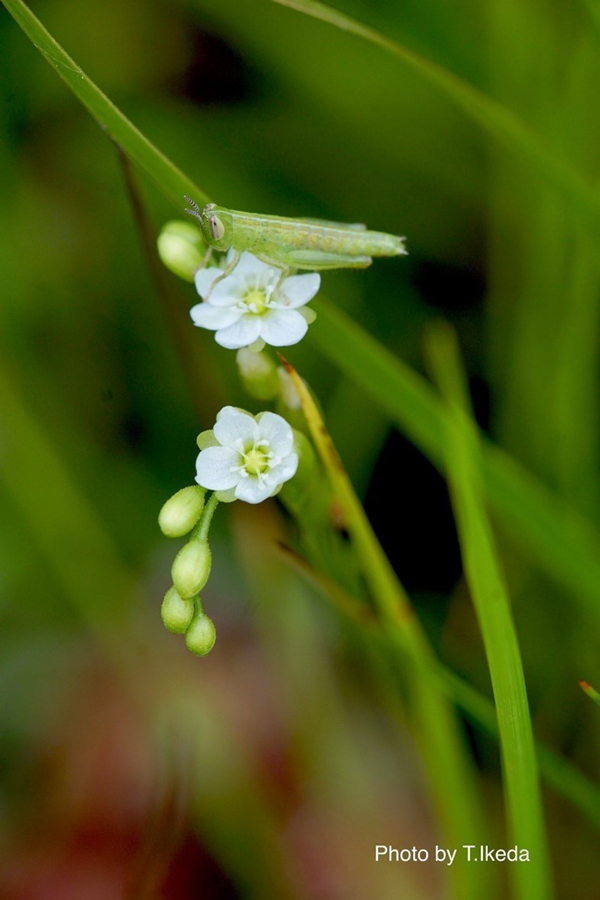 モウセンゴケの花に休む小さなバッタ