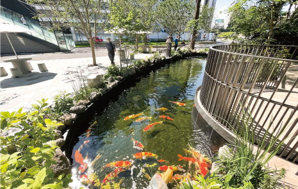 TOKYO TORCH Parkの池に放流された錦鯉