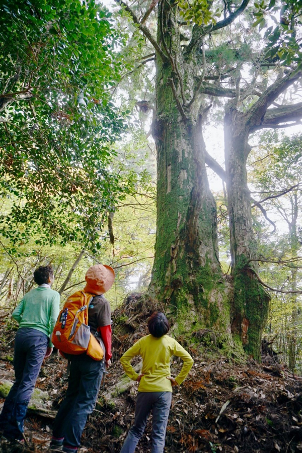 脊振古道の親子杉