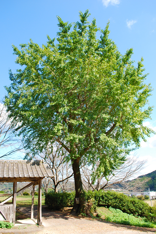 大銀杏