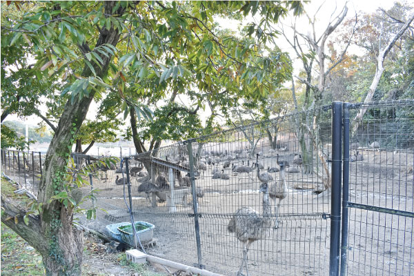 エミュー牧場（正式名称：エミュー飼育研究場）