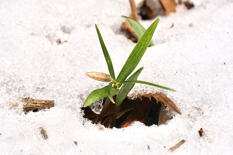 雪のなかから顔を出したホソバナコバイモの小さな蕾　その（1）