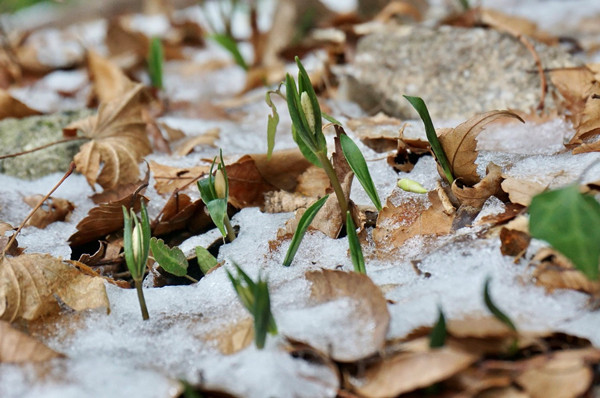 雪のなかから顔を出したホソバナコバイモの小さな蕾　その（2）