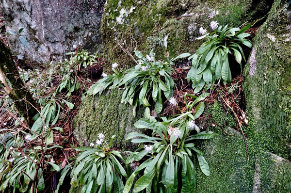 岩の斜面の咲くツクシショウジョウバカマ