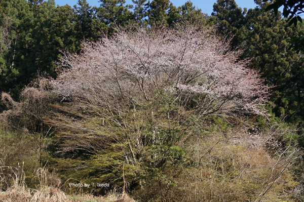 ：水無鍾乳洞駐車場付近に咲く山桜
