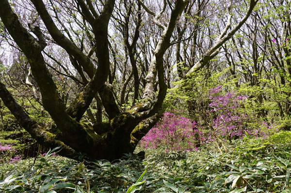 ブナの巨木とコバノミツバツツジ。小さな葉を3枚付け、花を咲かせるのが名前の由来