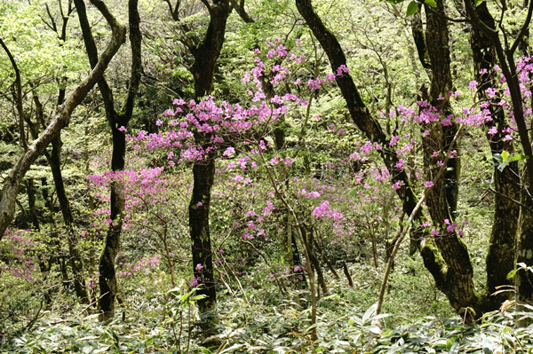 登山道にピンクの花を咲かせるコバノミツバツツジ