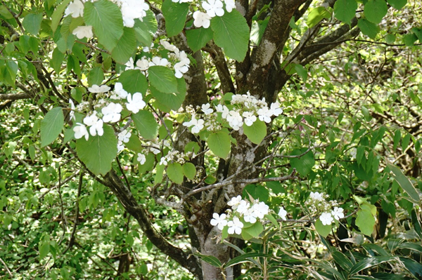 純白の花「ムシカリ」別名オオカメノキ。葉が虫に食われやすいことが名前の由来