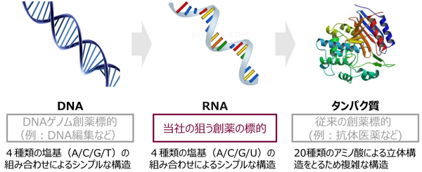 DNA／RNA／タンパク質
