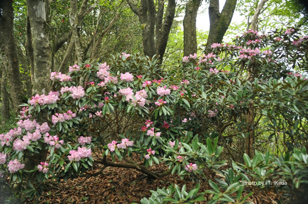 たくさんの花を咲かせたツクシシャクナゲ