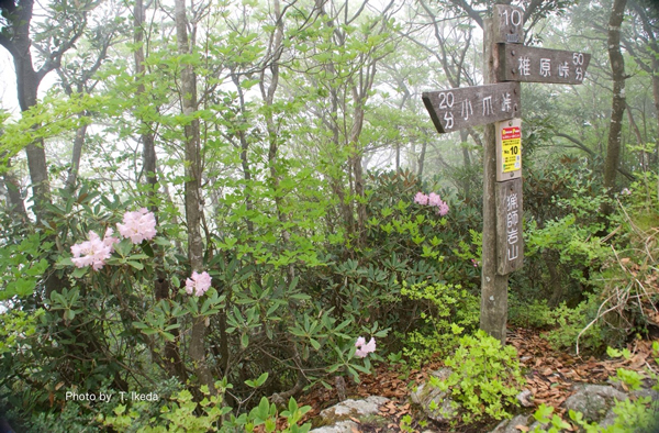 猟師岩山の道標周辺に咲くツクシシャクナゲ