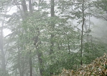 霧のなか、5年ぶりにたわわな花を咲かせたタンナサワフタギ（2022.6.8撮影）