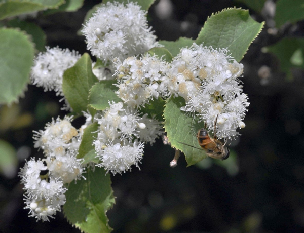 タンナサワフタギの蜜を集める蜂