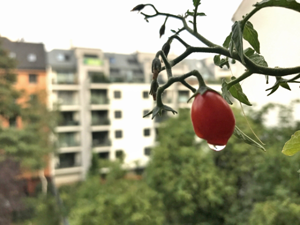ベランダ菜園 イメージ