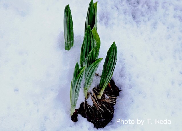 雪を分けまっすぐ伸びるバイケイソウの新芽