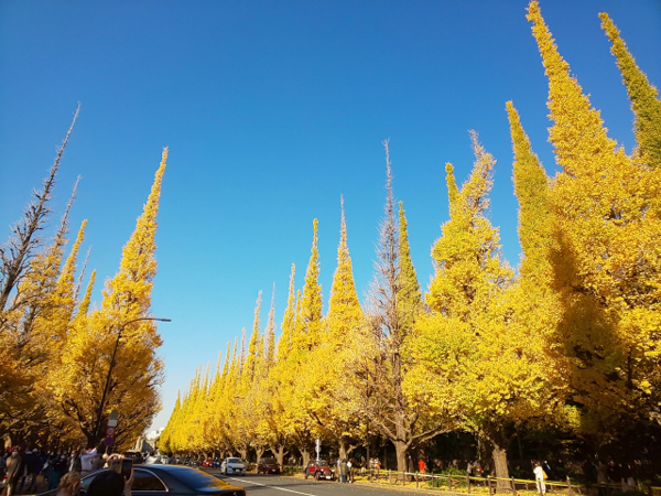 秋の紅葉の名所である樹齢100年近いイチョウ並木