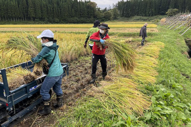 「芸農人」が農家のお手伝い