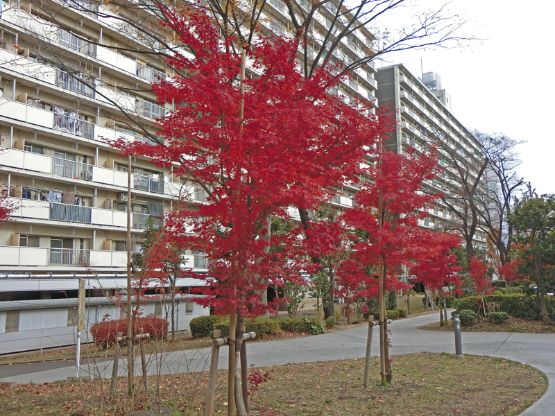 ぐるり 秋 イメージ