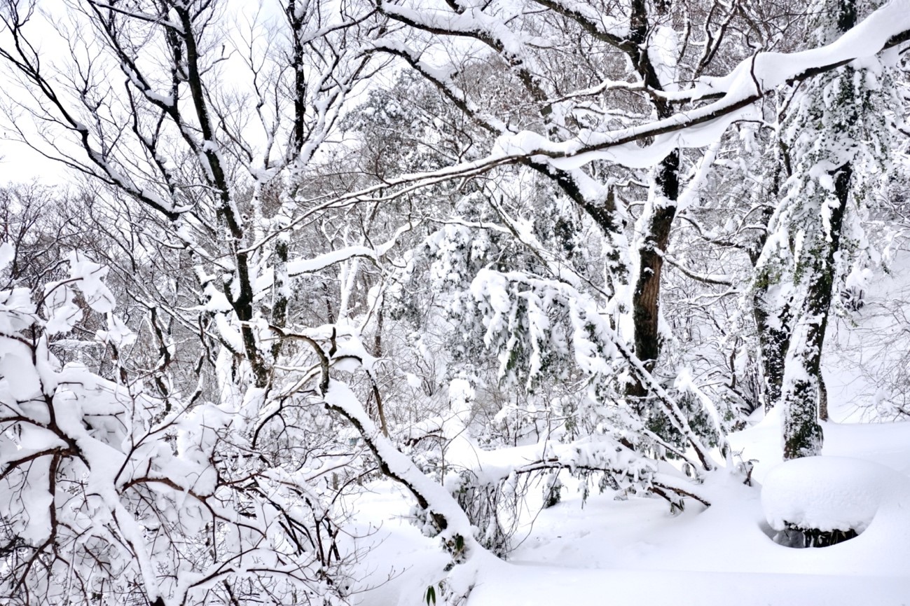 雪景色が美しい　脊振山頂付近（標高 約1,000m）