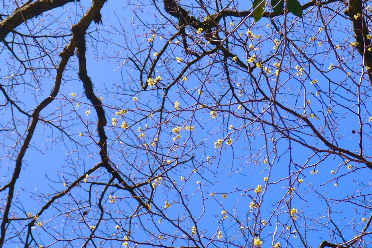 青空に黄色い花を咲かせるマンサク（満作・マンサク科　園芸種より小ぶりです）