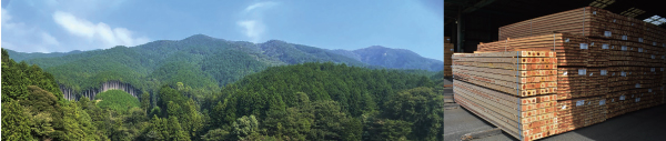 （左）福岡の森林（右）材木市場の様子