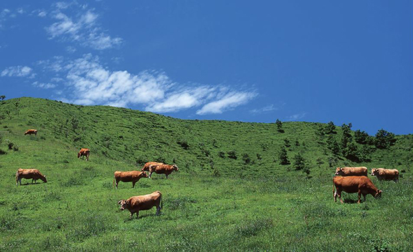 あか牛が食む1000年の歴史を誇る阿蘇のカルデラ大草原