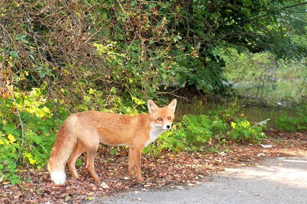 チェルノブイリの野生のキツネ イメージ