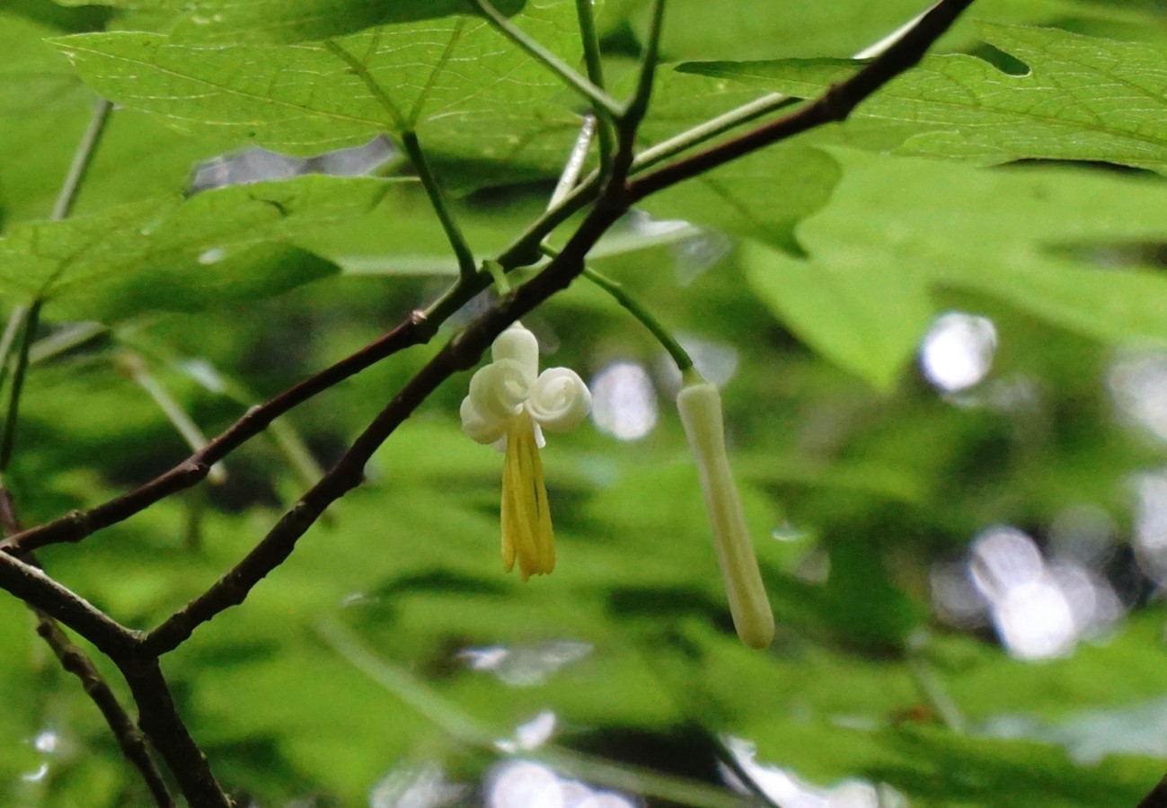 ウリノキの花　花弁が丸まる（葉がウリの葉に似ているところからこの名前が付いた）