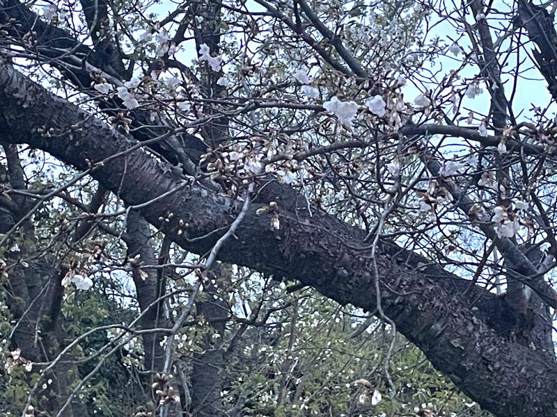 3月26日時点の桜の様子