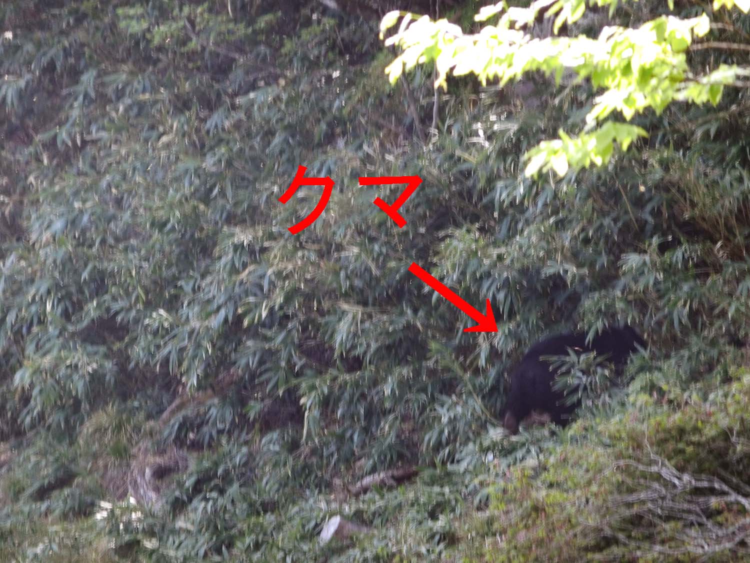 ツキノワグマが出現