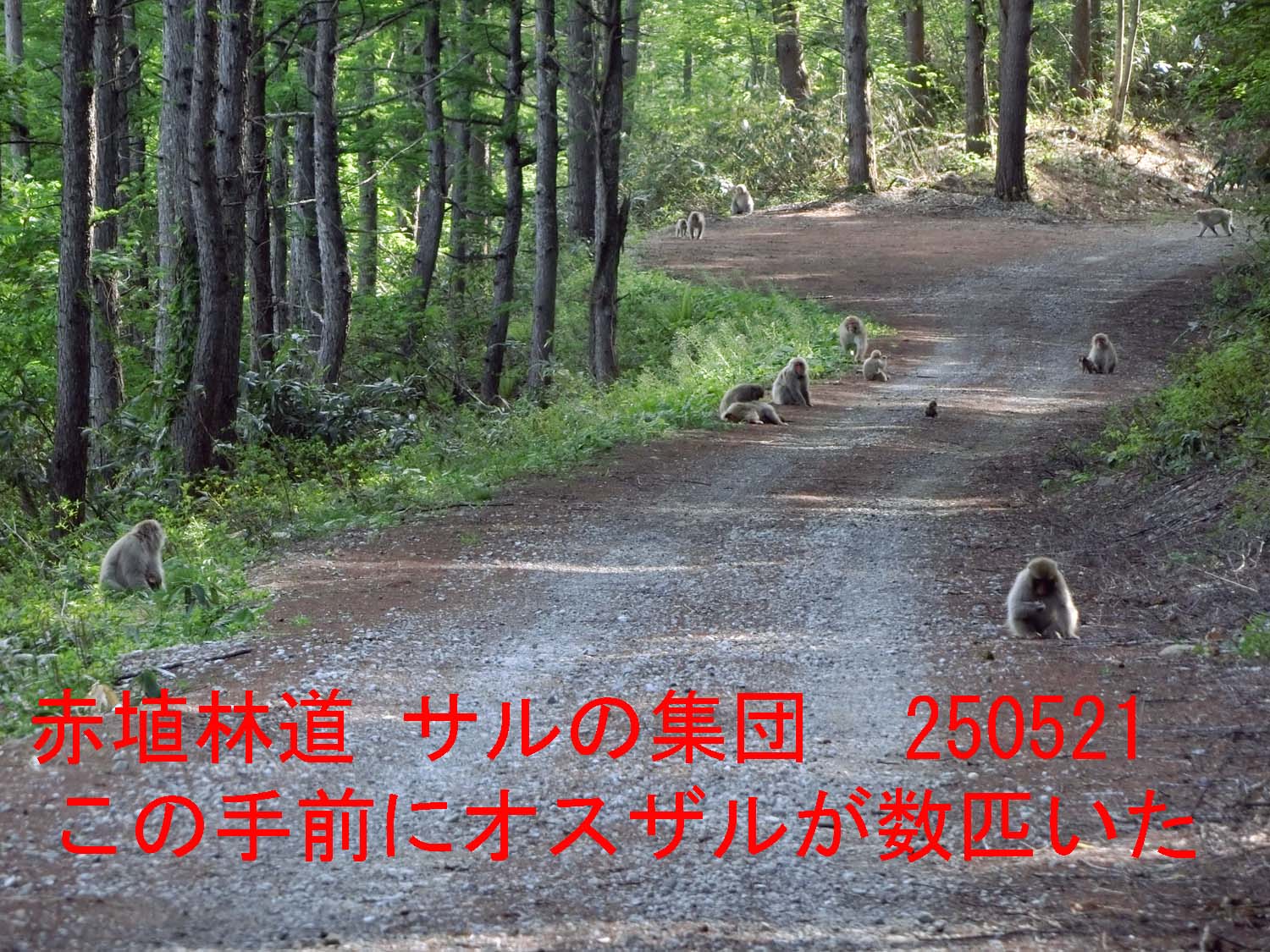 赤埴林道に20匹程度のサルの集団