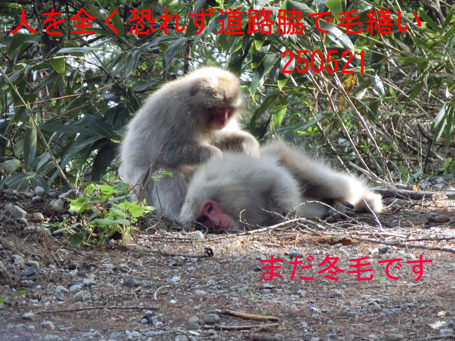 まだ冬毛