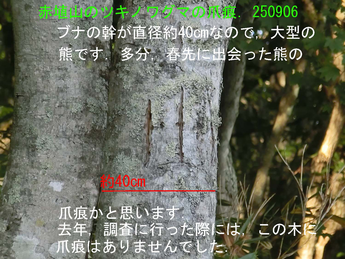 赤埴山のツキノワグマの爪痕