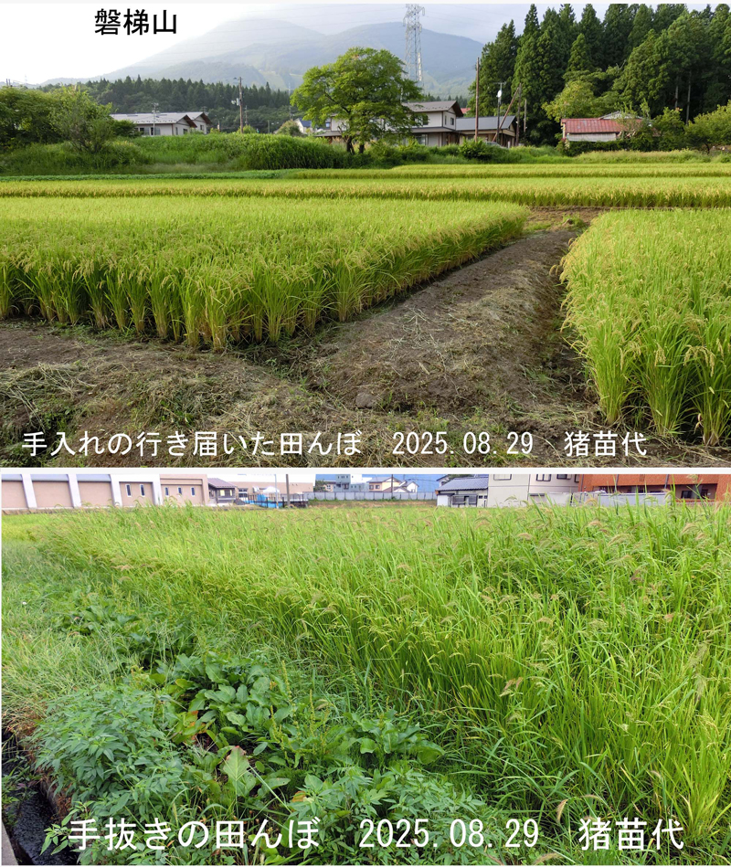 手入れの行き届いた田んぼ／手抜きの田んぼ