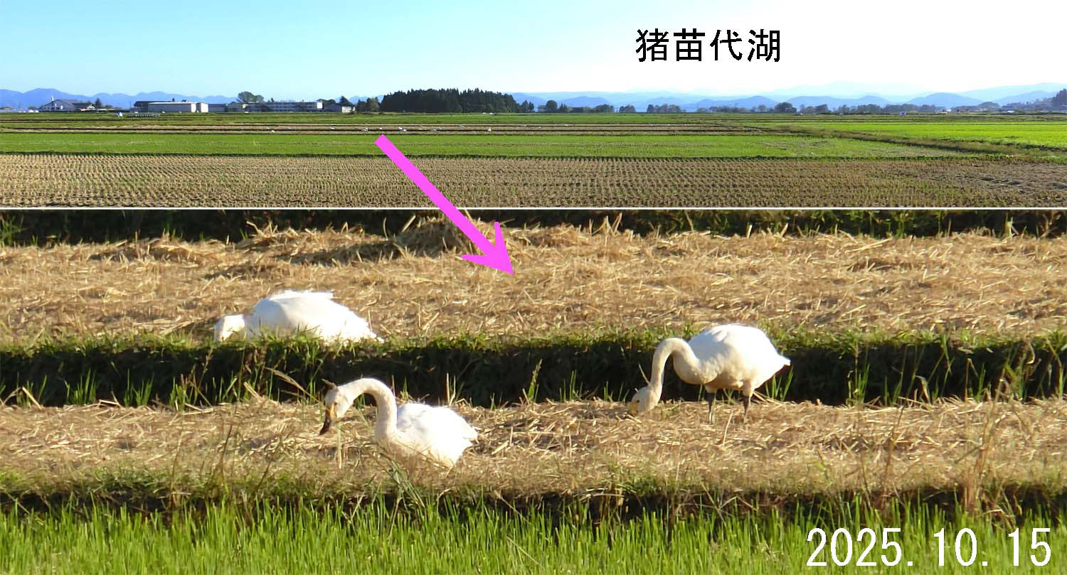 猪苗代に冬の使者「白鳥」が来ました