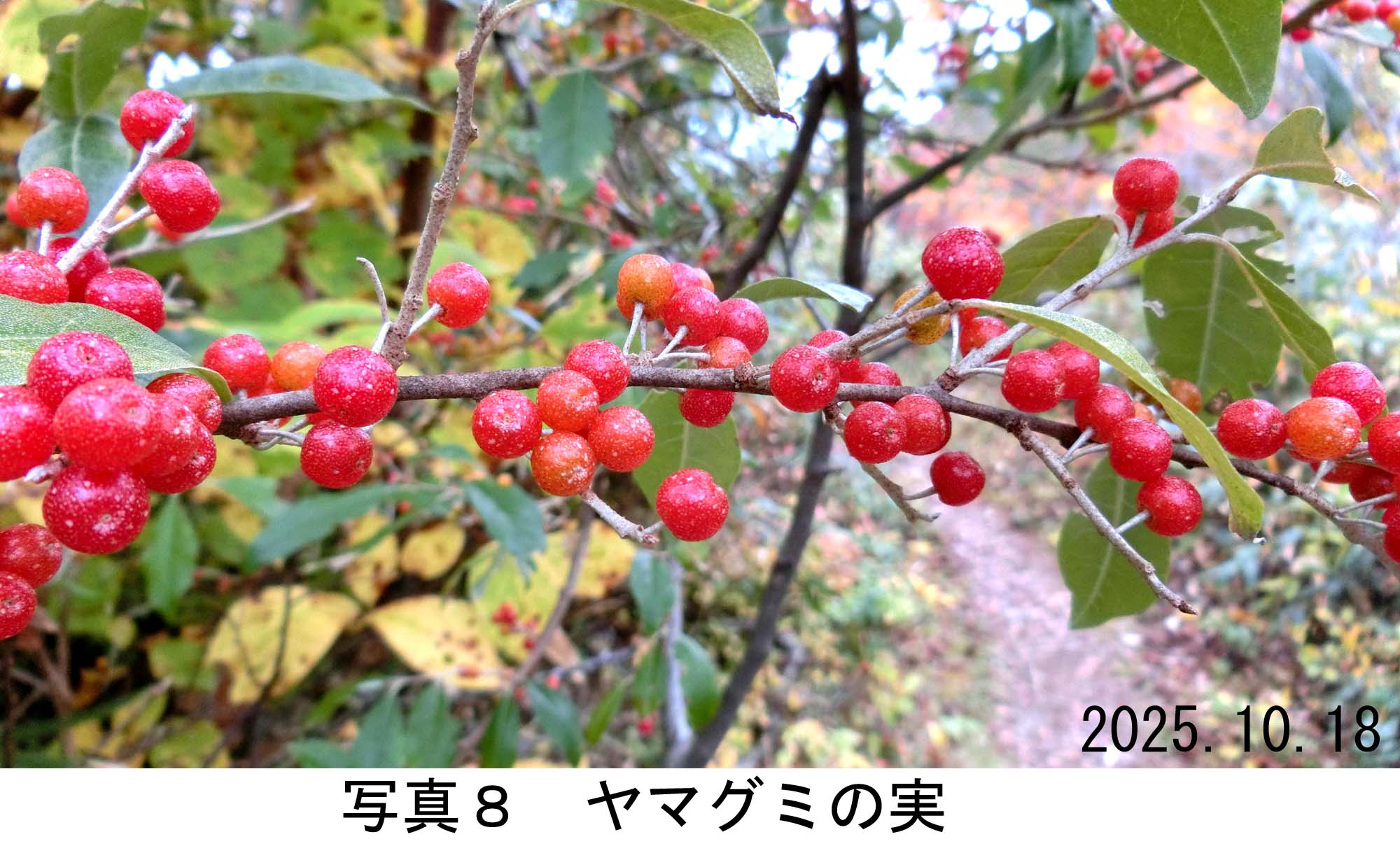 写真8