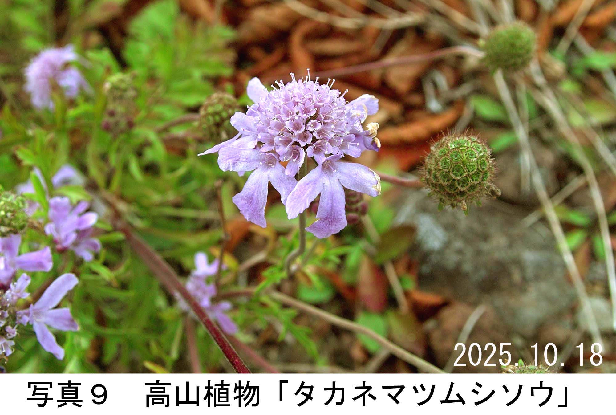 写真9