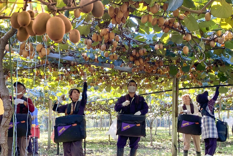 自社農園でのゴールドキウイ収穫