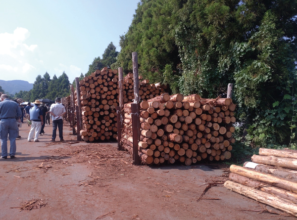 木材市場の様子。緒方氏はつながりづくりのため、さまざまな現場を「ウロチョロ」している