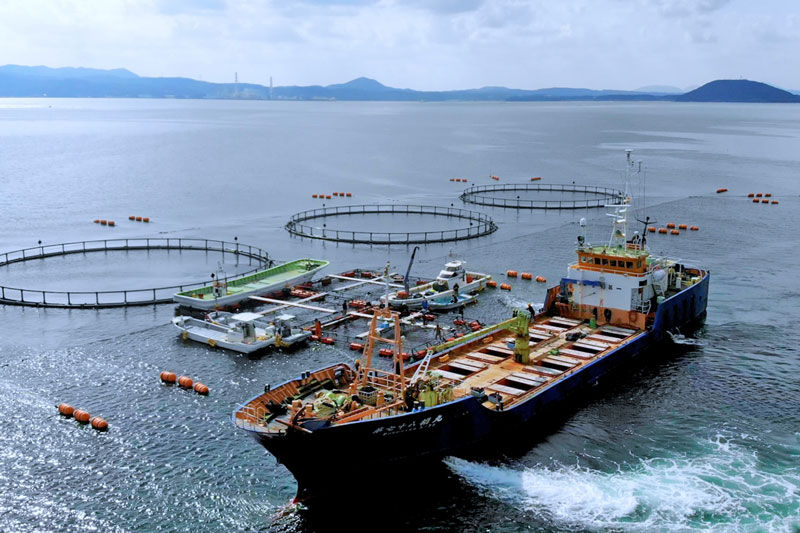 マグロの養殖にも注力