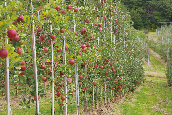 青森で行われている高密植栽培によるリンゴ（提供＝日本農業）