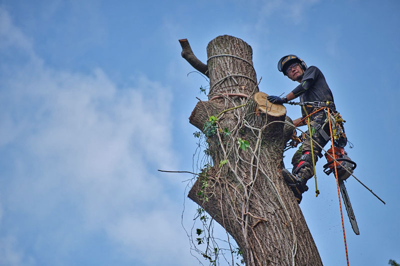 樹上での特殊伐採作業。ロープと専門装備で安全に危険木処理を行う