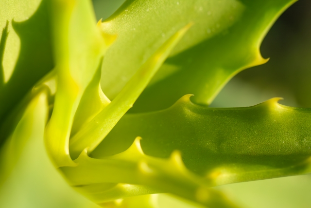 アロエベラ　イメージ