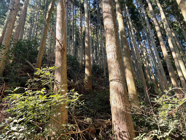 林業の振興につなげられるかも課題の1つだ