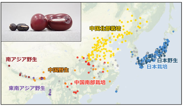 解析に使用した栽培アズキ(栽培)およびヤブツルアズキ(野生)の採取地